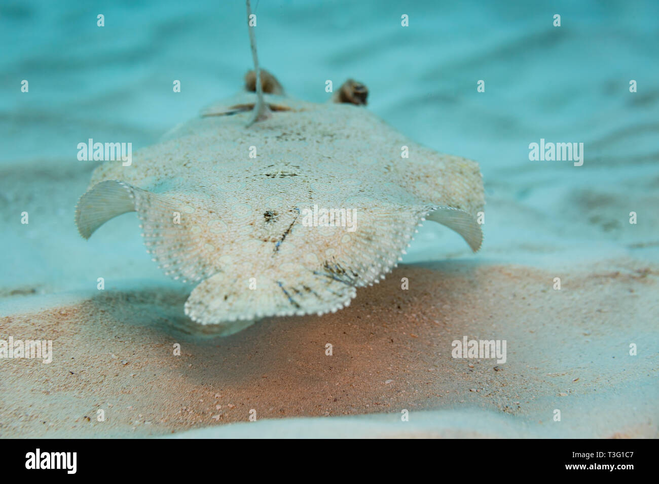 Top view closeup from rear of body and eyes of Bothus ocellatus flat, left eyed Flounder swimming over the white sand Stock Photo
