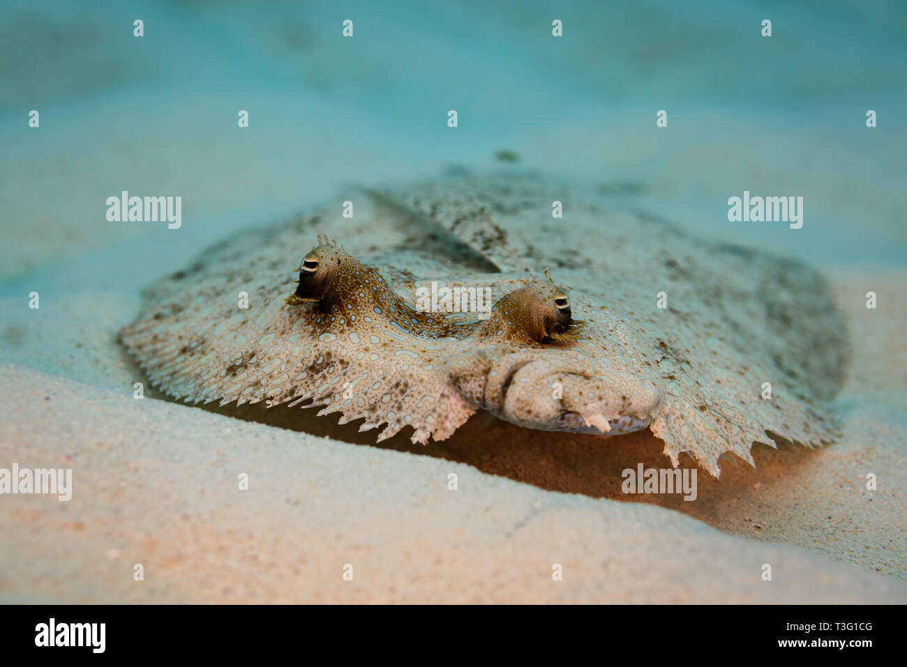 Top view closeup of eyes of Bothus ocellatus flat, left eyed Flounder rising up from the white sand Stock Photo
