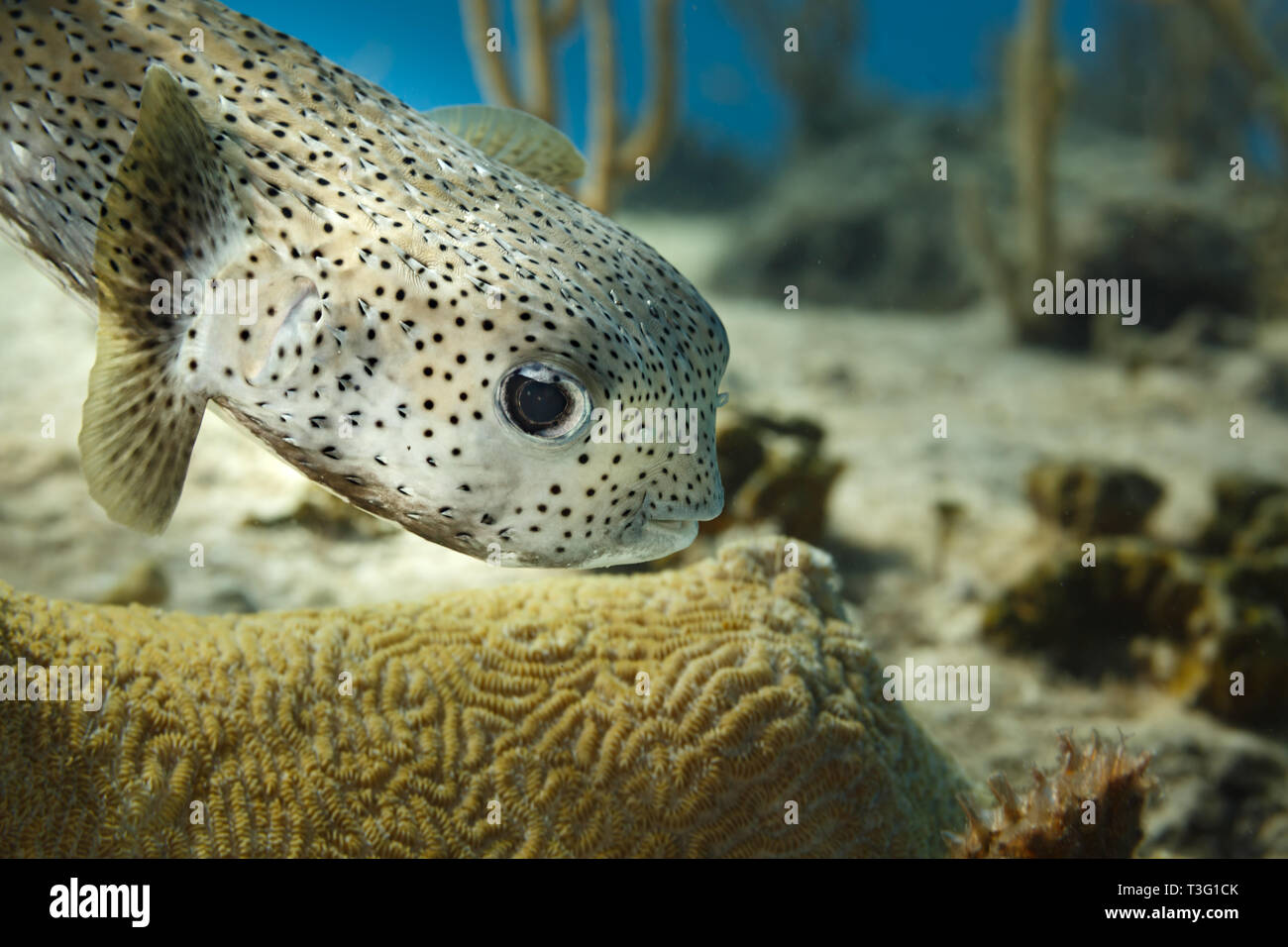 Black and white spotted porcupine pufferfish ,  Diodon hystrix,   hovering above brain coral and Bent sea rod,Plexaura flexuosa Stock Photo