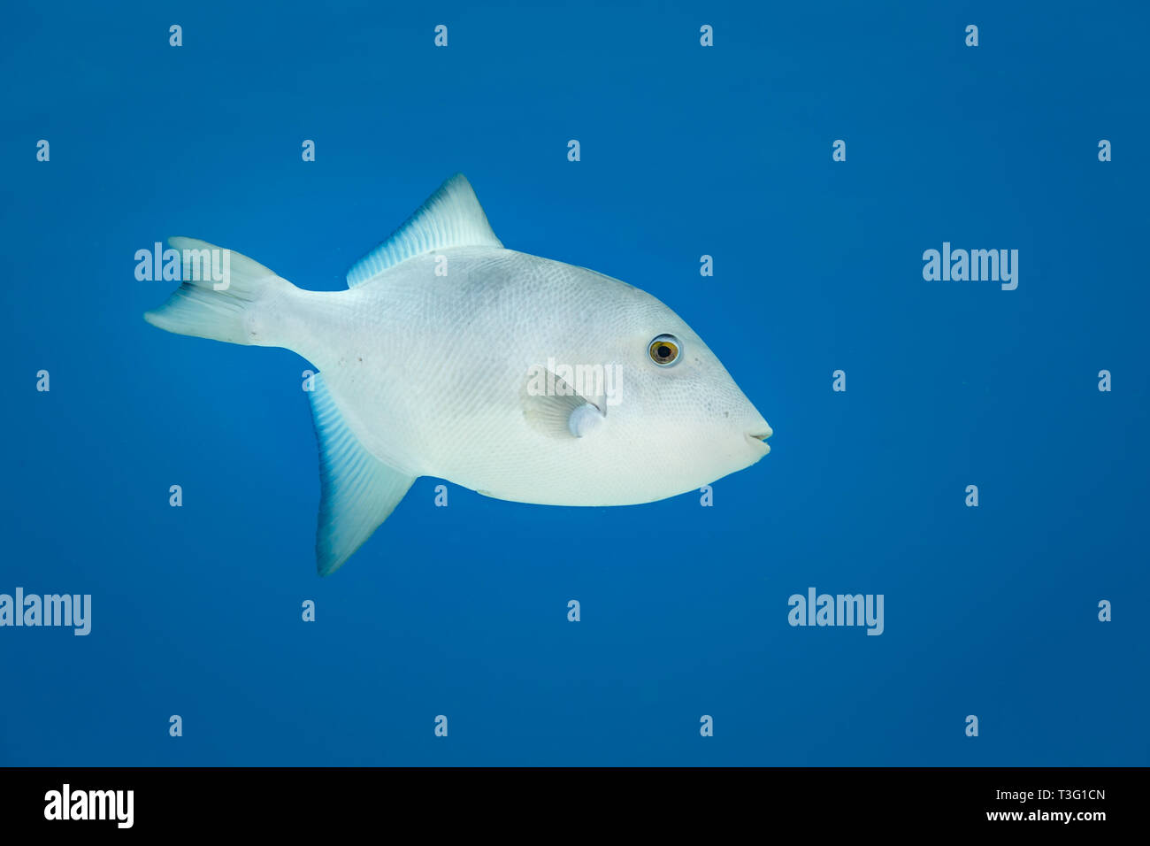 white or gray trigger fish, closeup of side Stock Photo