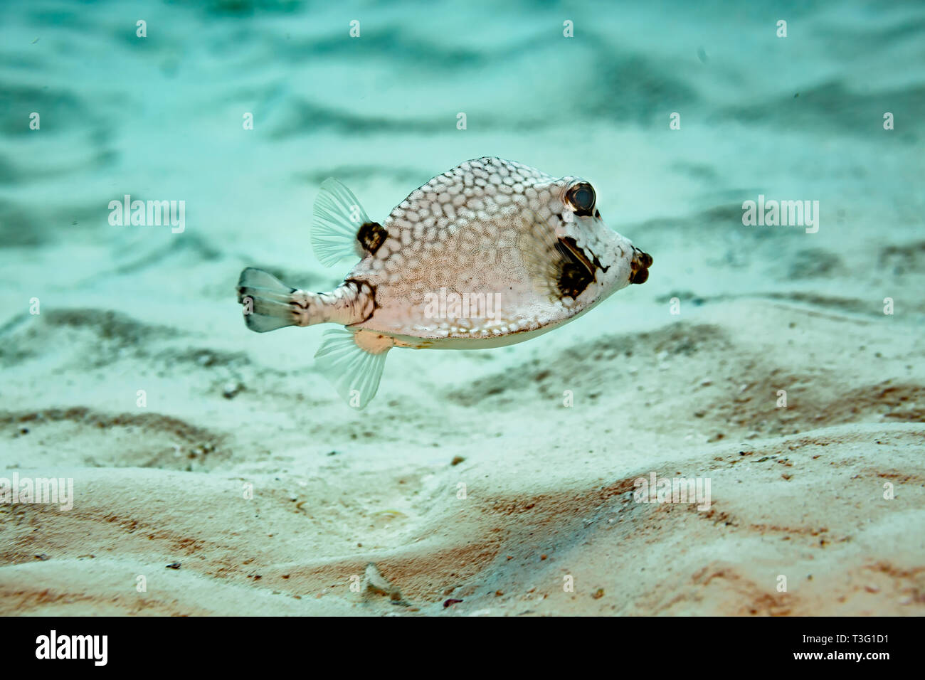 Closeup of side of smooth Trunkfish, Lactophrys triqueter, with white spots and honeycomb design swimming above coral on reef Stock Photo