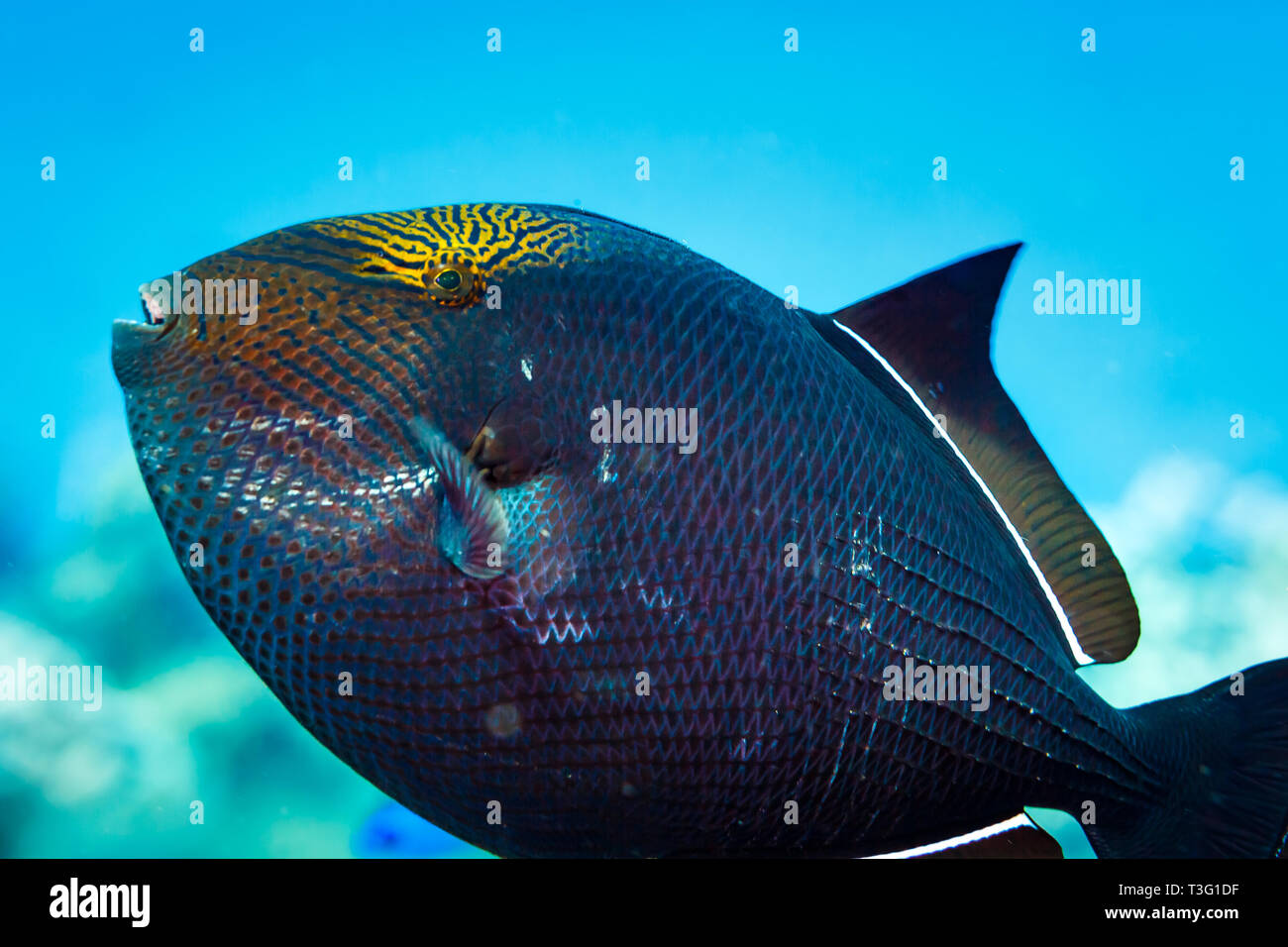Close up of side of Black triggerfish, black durgon,  Melichthys niger, showing sunburst pattern on top of head Stock Photo