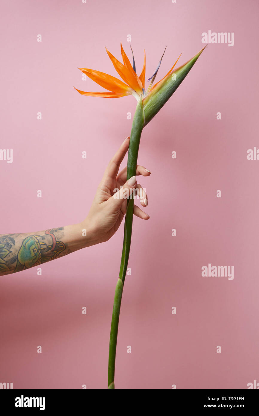 Female tattoo with arm holds orange tropical flower of strelitzia on pink background with space for text. Natural layout for postcard Stock Photo - Alamy Female tattoo with arm holds orange tropical flower of strelitzia on pink background with space for text. Natural layout for postcard Stock Photo - Alamy