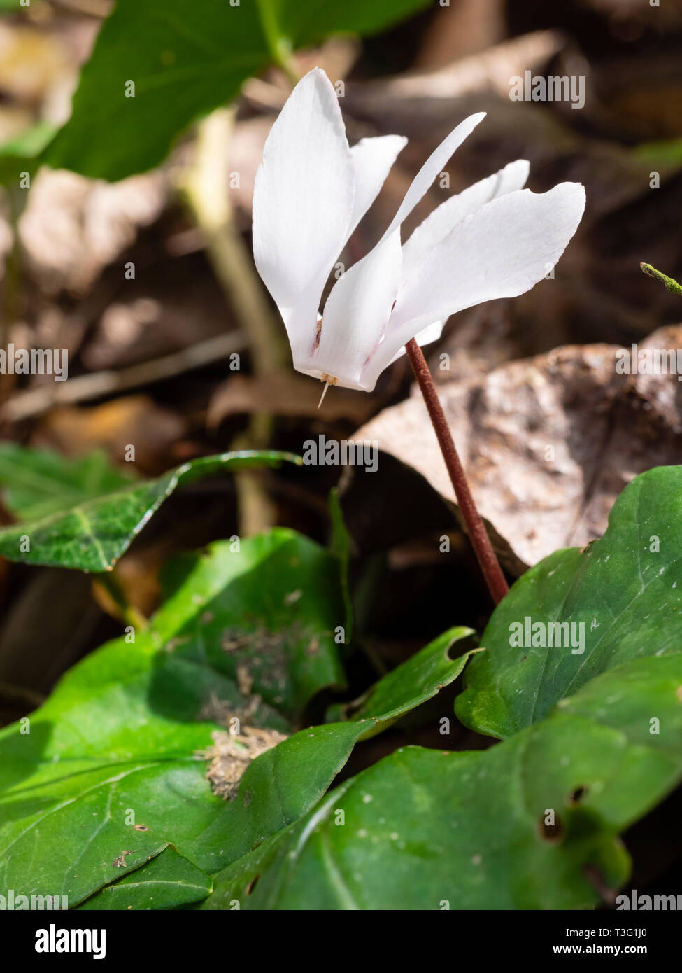 Rare white form of the spring flowering sowbread, Cyclamen repandum, on a woodland floor Stock Photo