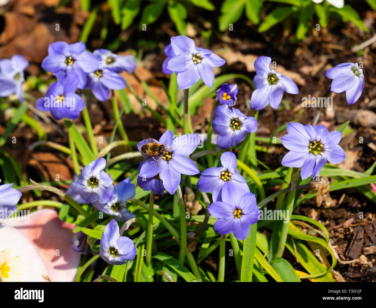 Spring flowering blue form of the bulbous starflower, Ipheion uniflorum 'Jessie' Stock Photo