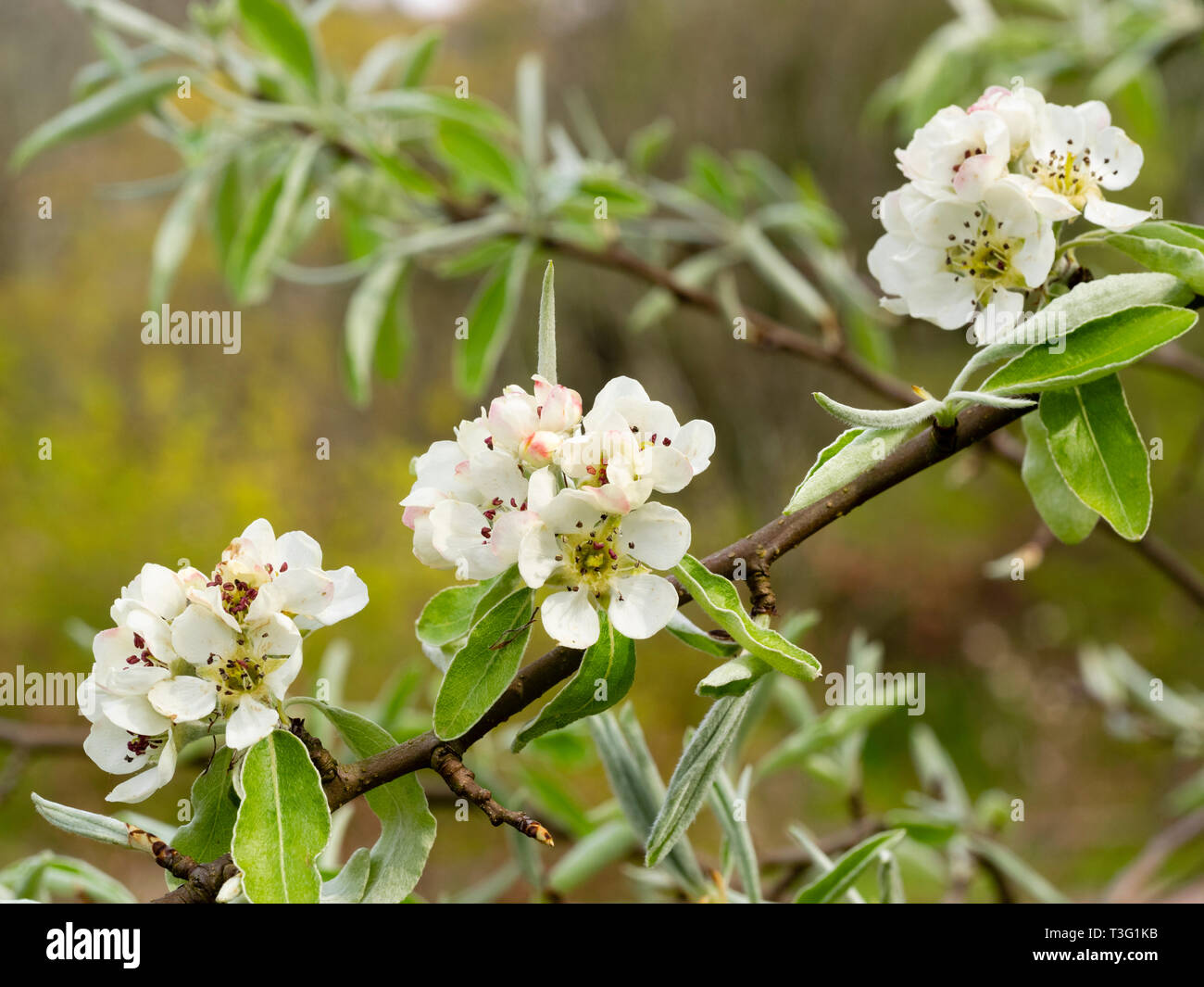 White spring flowers and silvery foliage of the hardy deciduous snow pear, Pyrus nivalis, Stock Photo