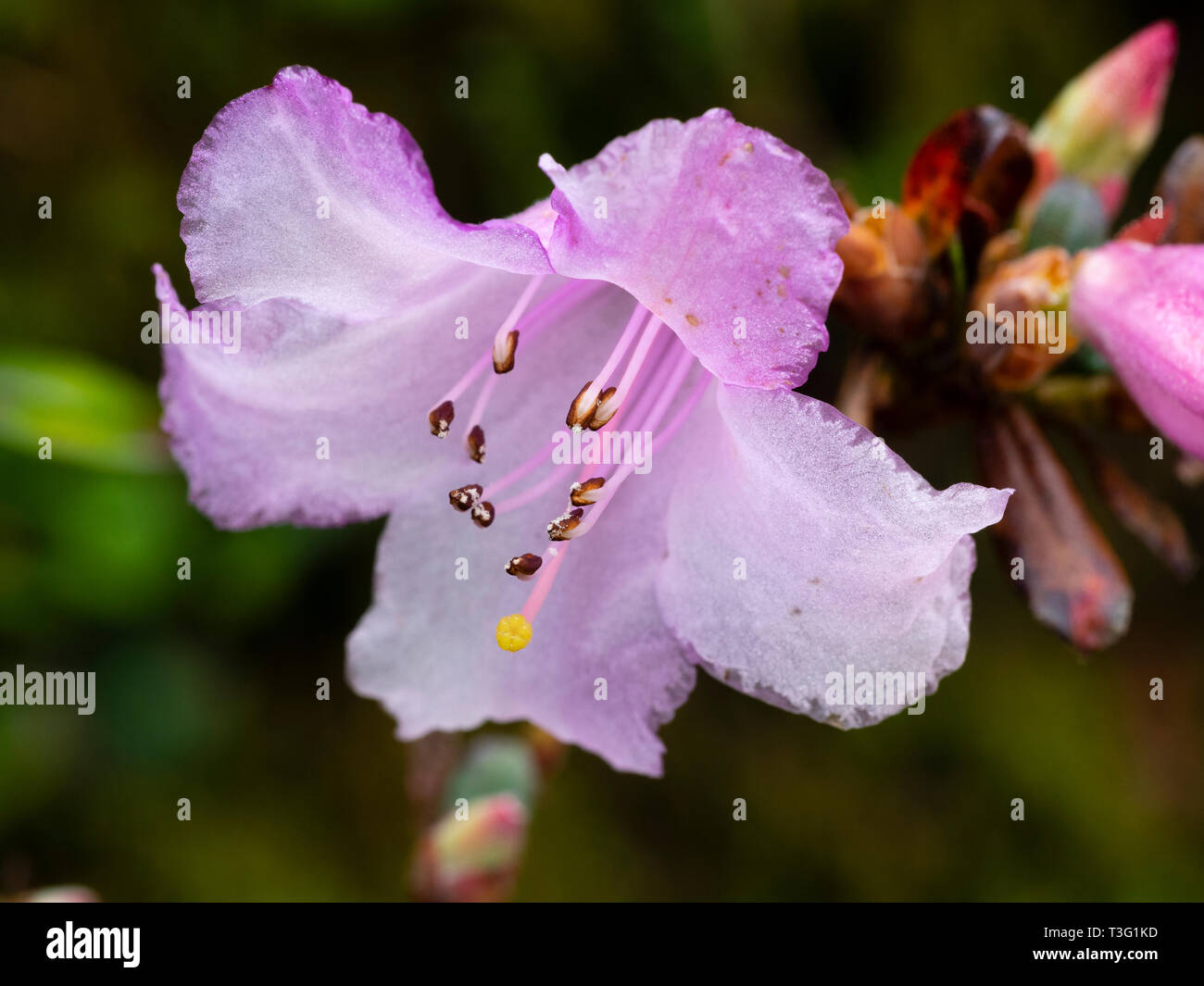Pink spring flower of the compact dwarf evergreen, Rhododendron pemakoense Stock Photo