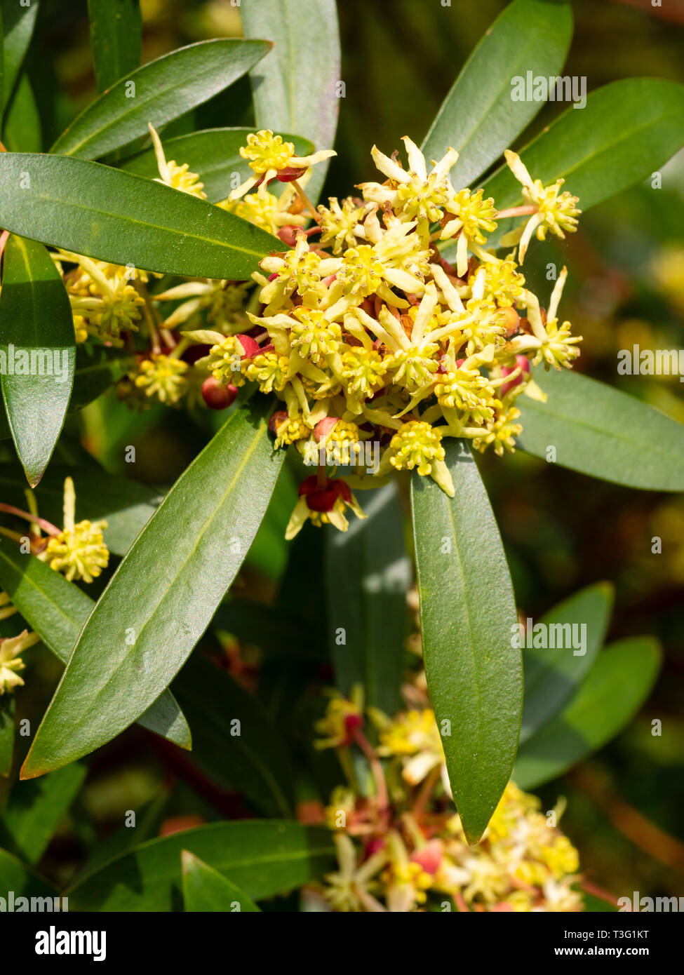 Small yellow flowers of the spring blooming Tasmanian mountain pepper bush, Tasmannia lanceolata Stock Photo