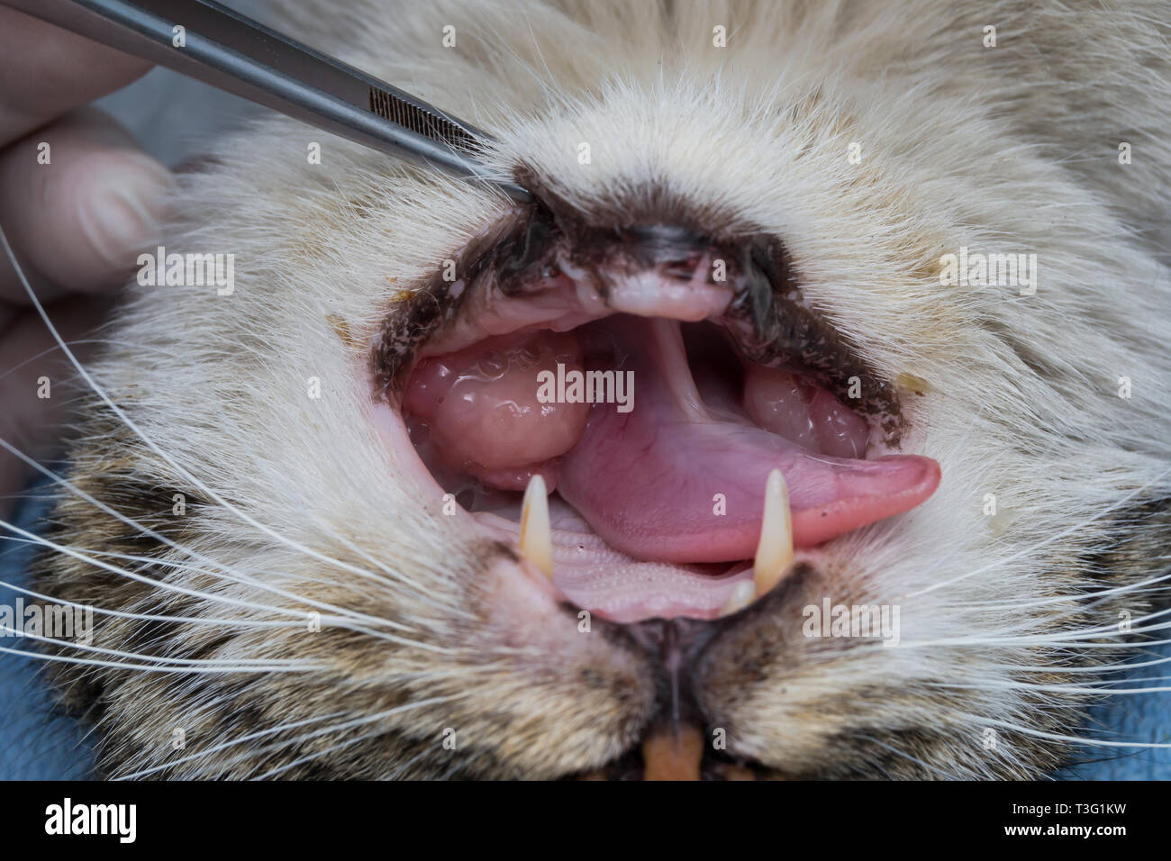 eosinophilic granuloma in the mouth of a cat. Cat with oral tumor. Stock Photo