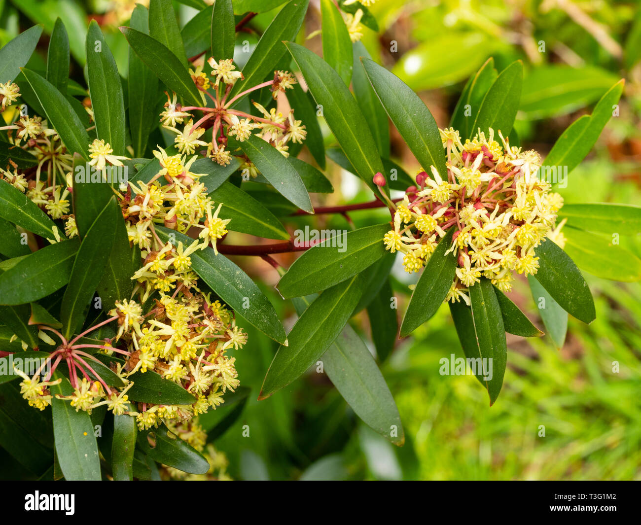 Small yellow flowers of the spring blooming Tasmanian mountain pepper bush, Tasmannia lanceolata Stock Photo