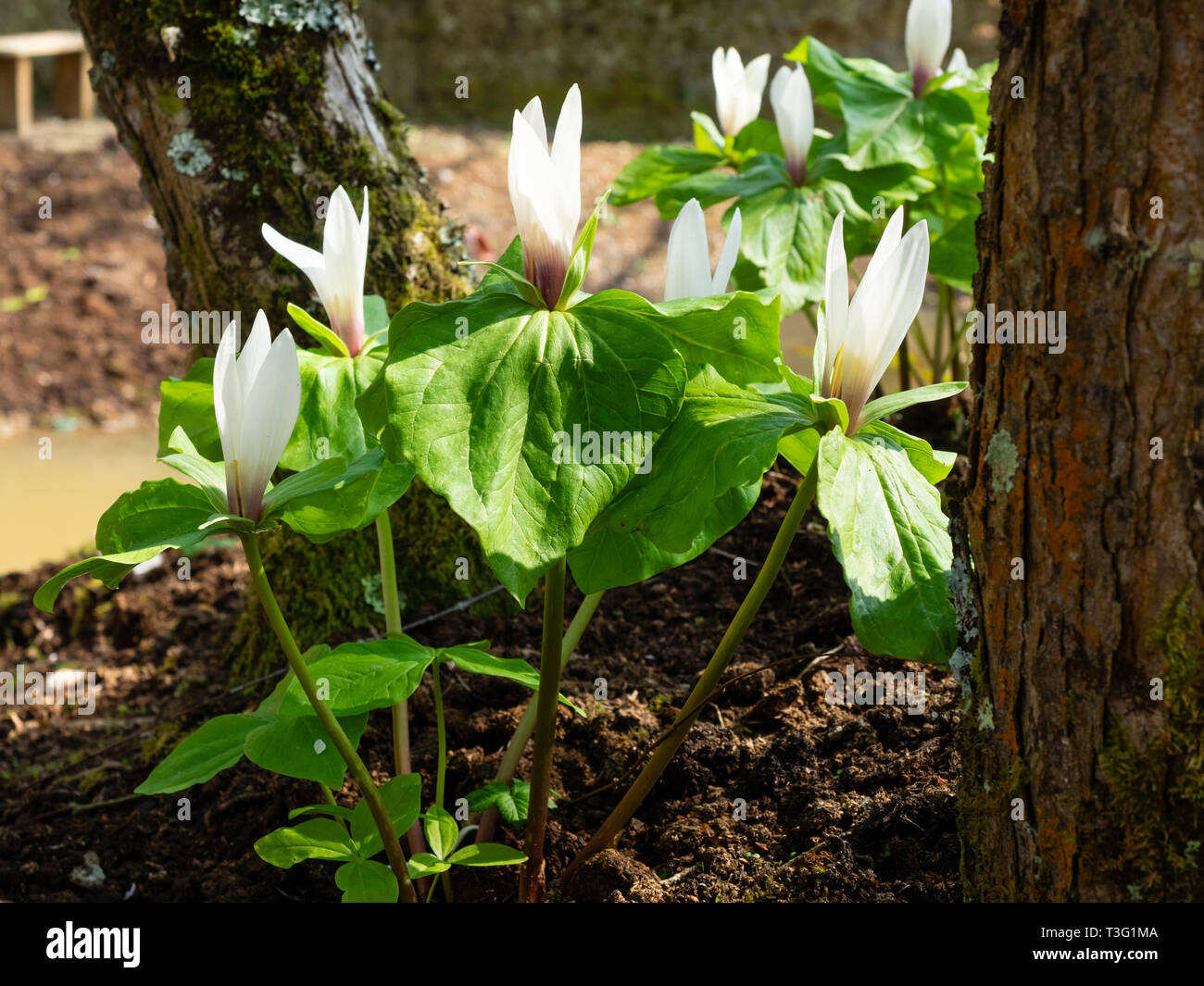 White flowered form of the giant trillium, Trillium chloropetalum, in it;s ephemeral spring display Stock Photo