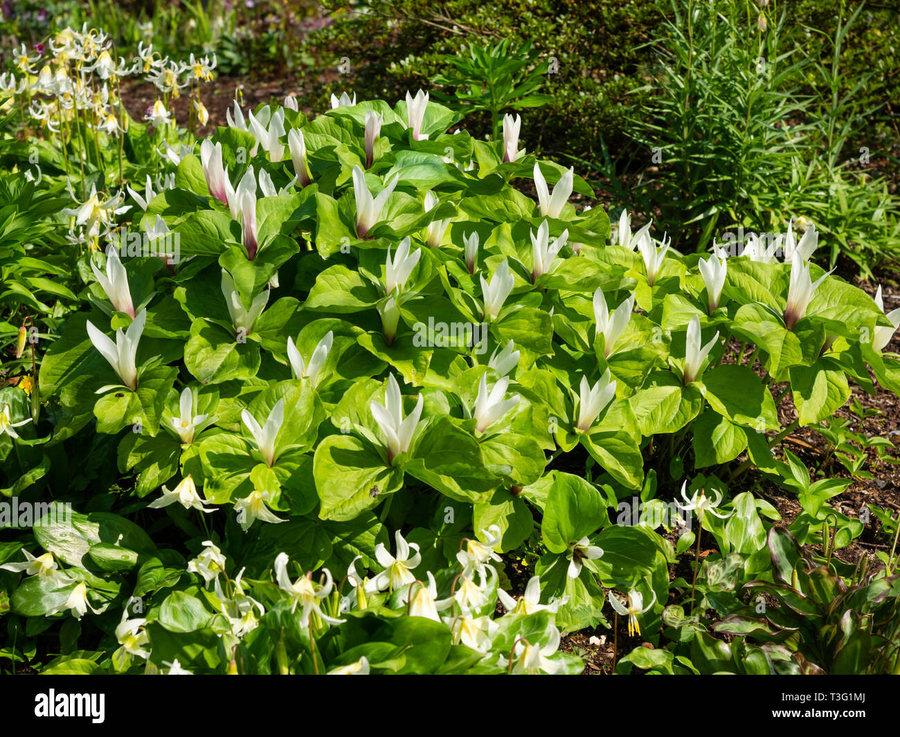 White flowered form of the giant trillium, Trillium chloropetalum, in it;s ephemeral spring display Stock Photo