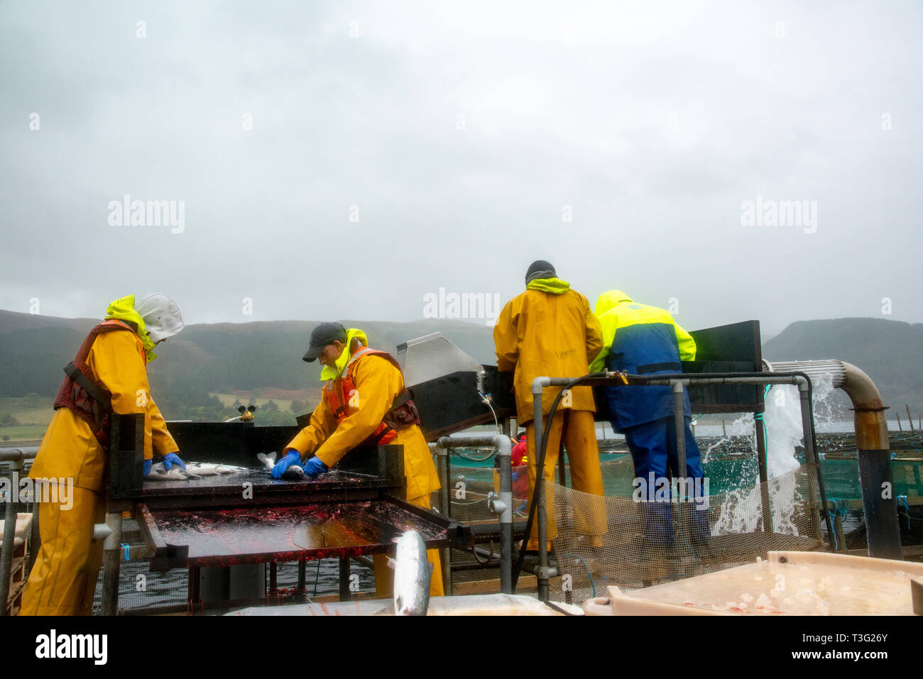 Workers Harvesting Farmed Salmon out at Sea, Scotland, UK Stock Photo
