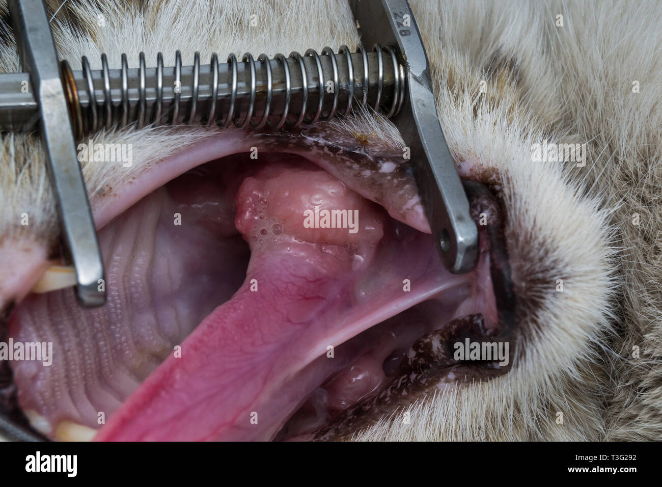 eosinophilic granuloma in the mouth of a cat. Cat with oral tumor. Stock Photo