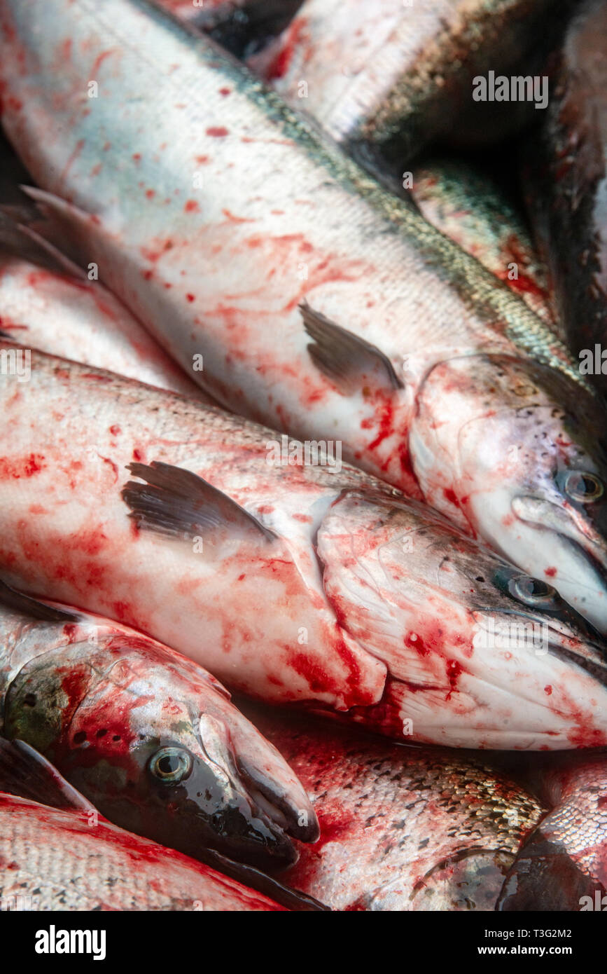 Freshly Killed Farmed Salmon, Scotland, Uk Stock Photo