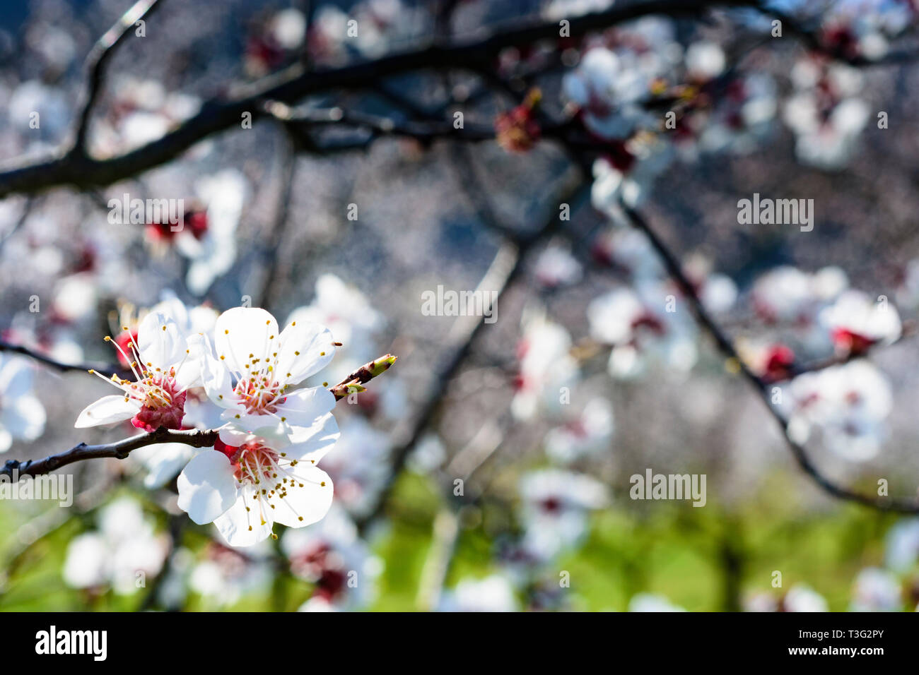 Blossom of apricot trees in wachau in austria hires stock photography