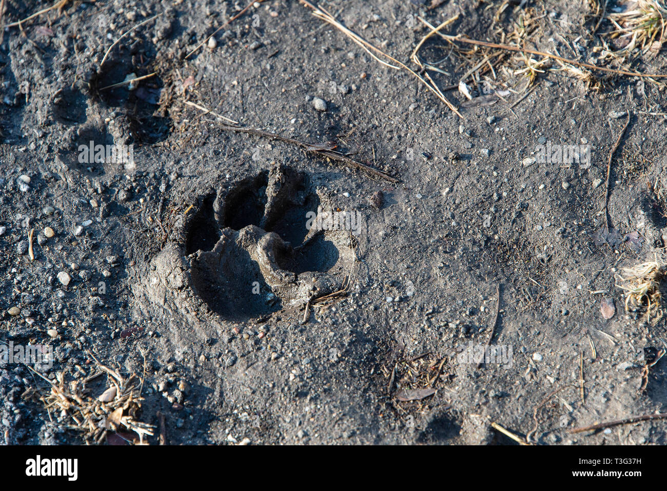 Muddy dog paw print hires stock photography and images Alamy