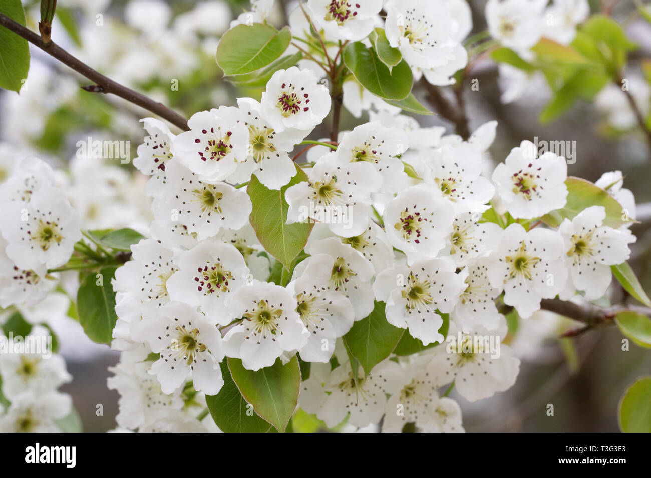 Pyrus communis. Pear blossom. Stock Photo