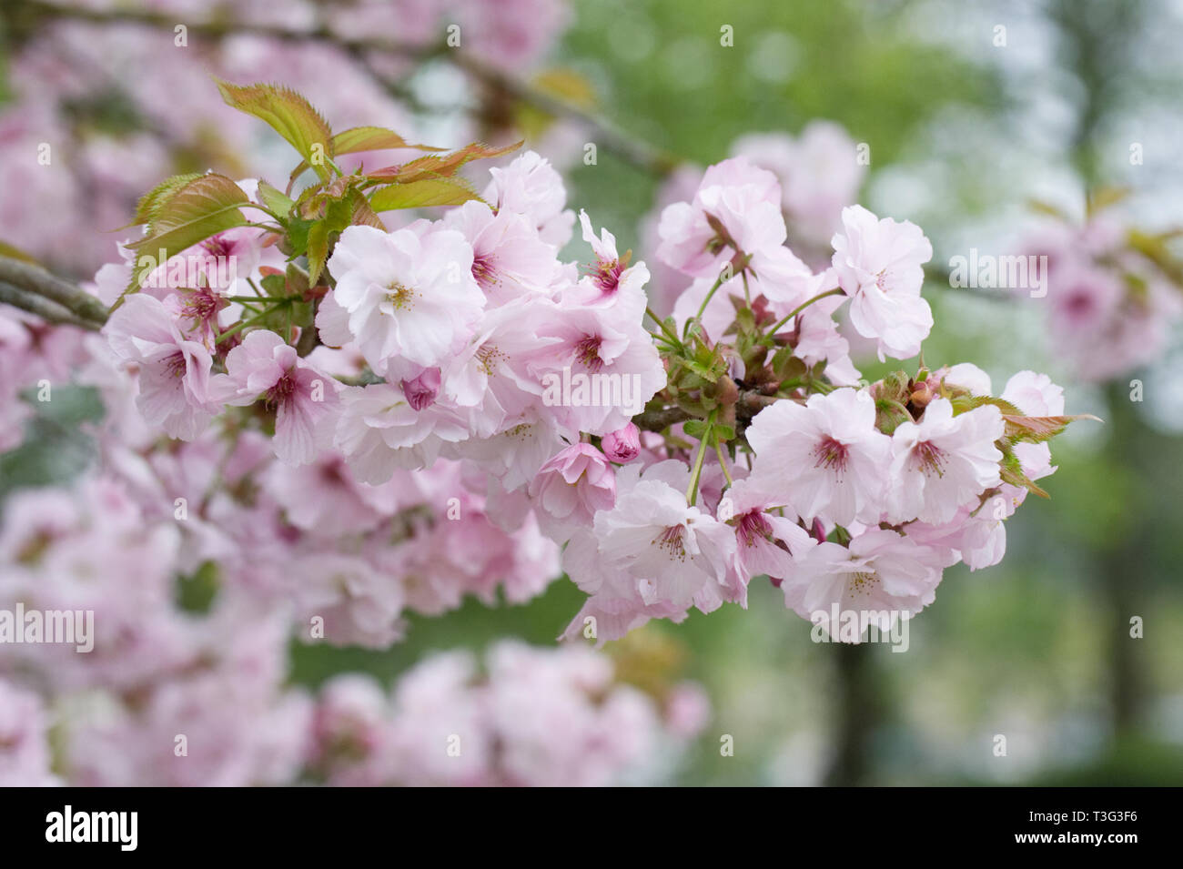 Prunus Matsumae-hayazaki blossom Stock Photo - Alamy