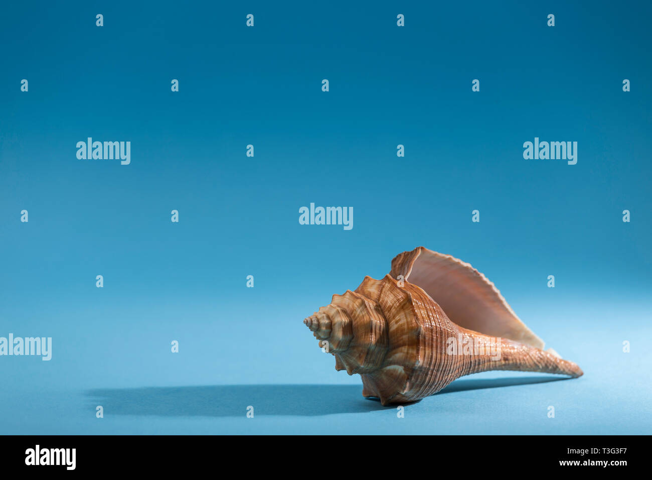 view of a conch shell on a blue background, syrinx aruanus type Stock