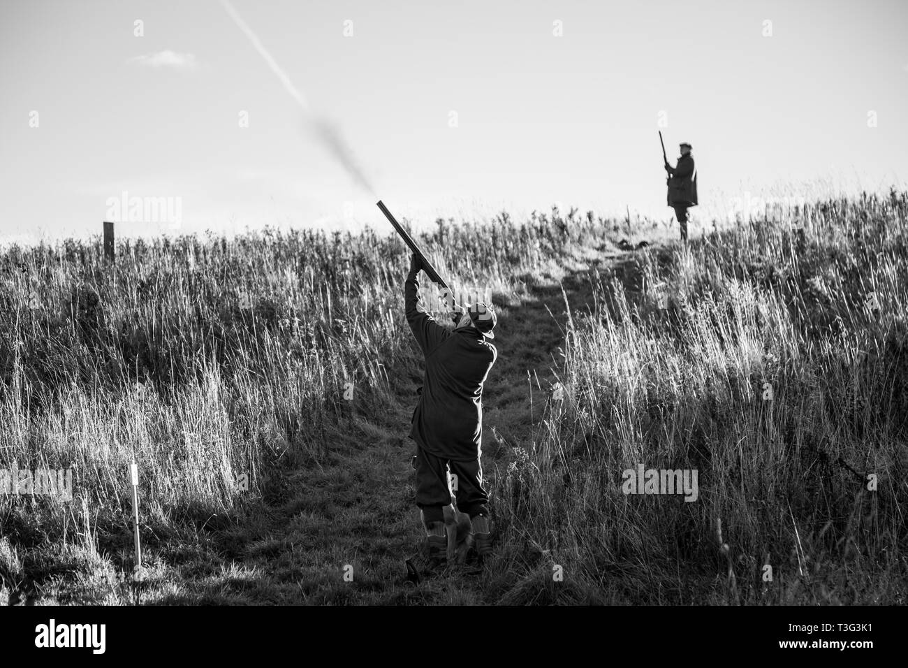 pheasant season, pheasant shooting in the shropshire countryside, gun blasting at a pheasant on a sunny day in Shropshire at the start of the season Stock Photo