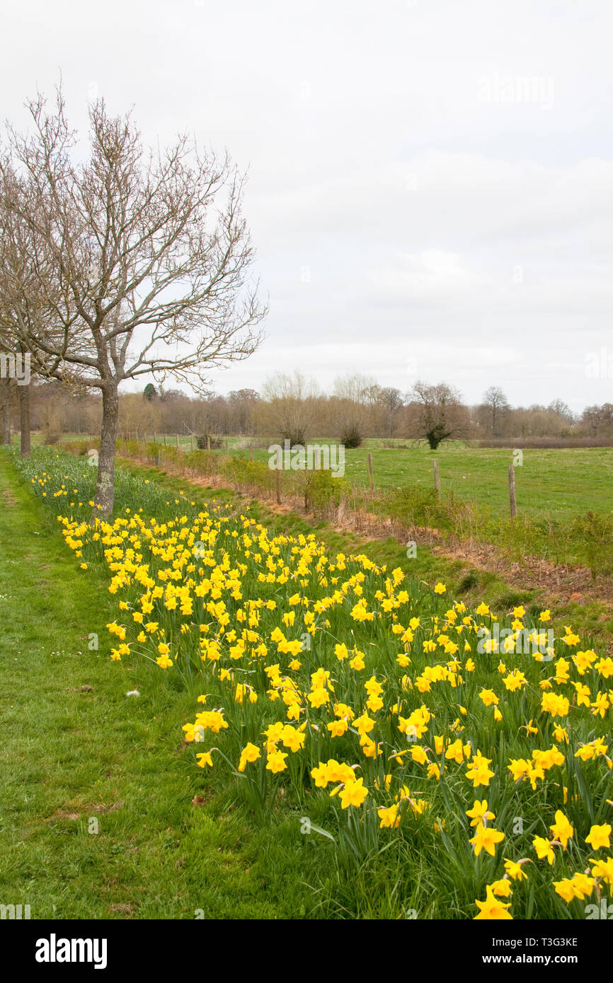 Daffodils (Narcissus) in the Spring Batsford Park Moreton in the Marsh Gloucestershire England uk Stock Photo