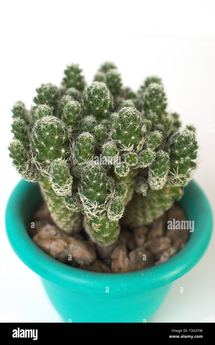 Studio shot of a beautiful cactus against a white background Stock Photo