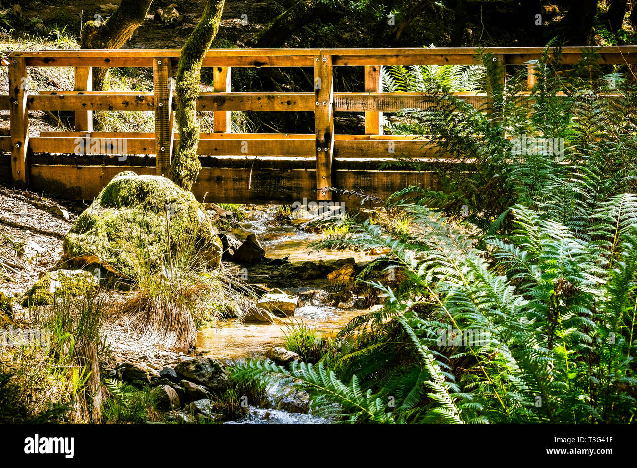 Wooden bridge on Cataract trail in Mt Tamalpais Watershed, Marin County, north San Francisco bay area, California Stock Photo