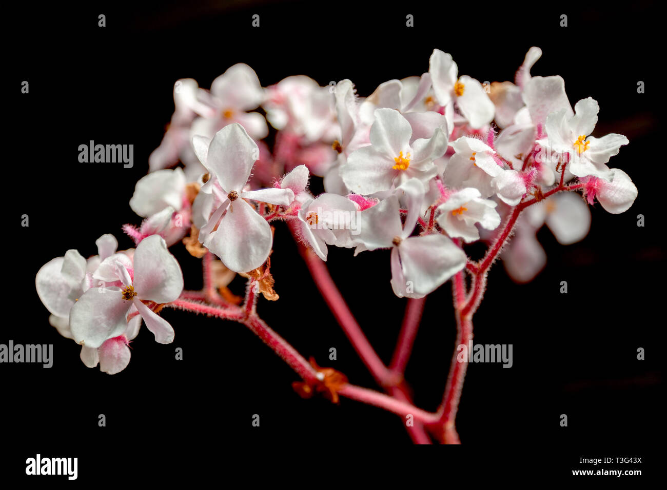 White Begonia flowering in New Zealand Stock Photo