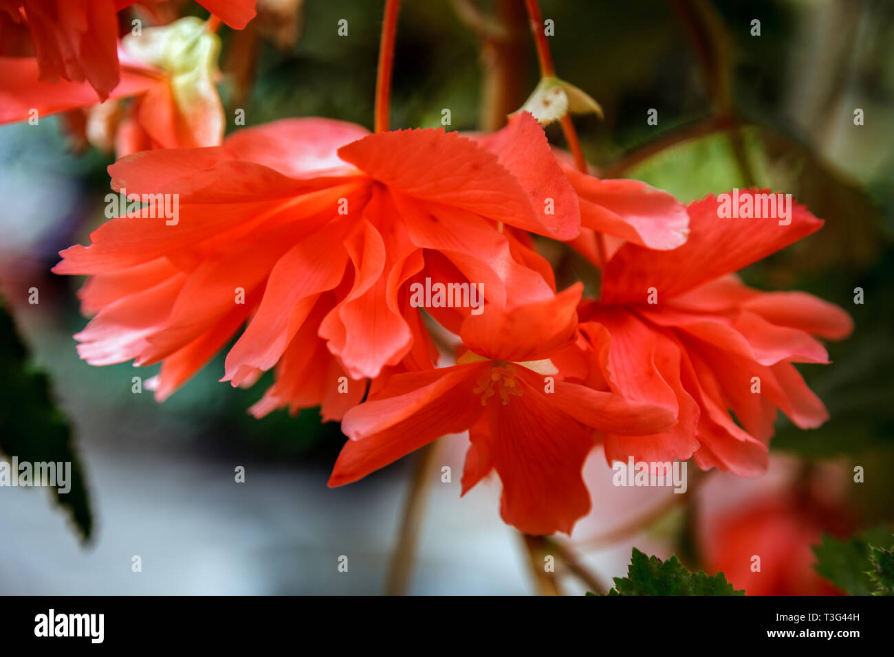 Red trailing Begonia flowers in bloom in New Zealand Stock Photo