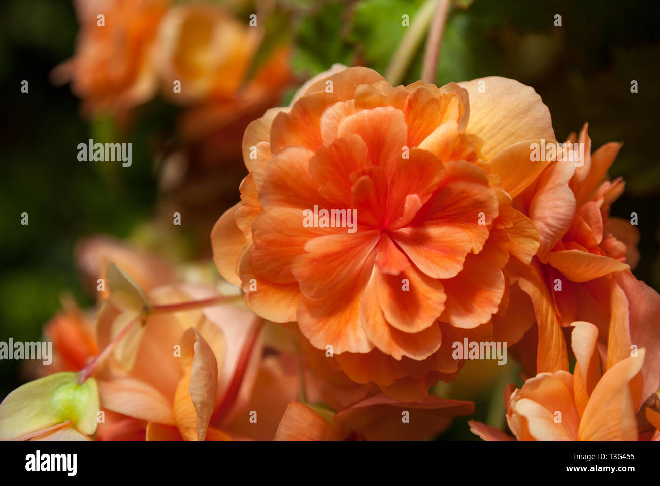 Orange trailing Begonia flowers in bloom in New Zealand Stock Photo