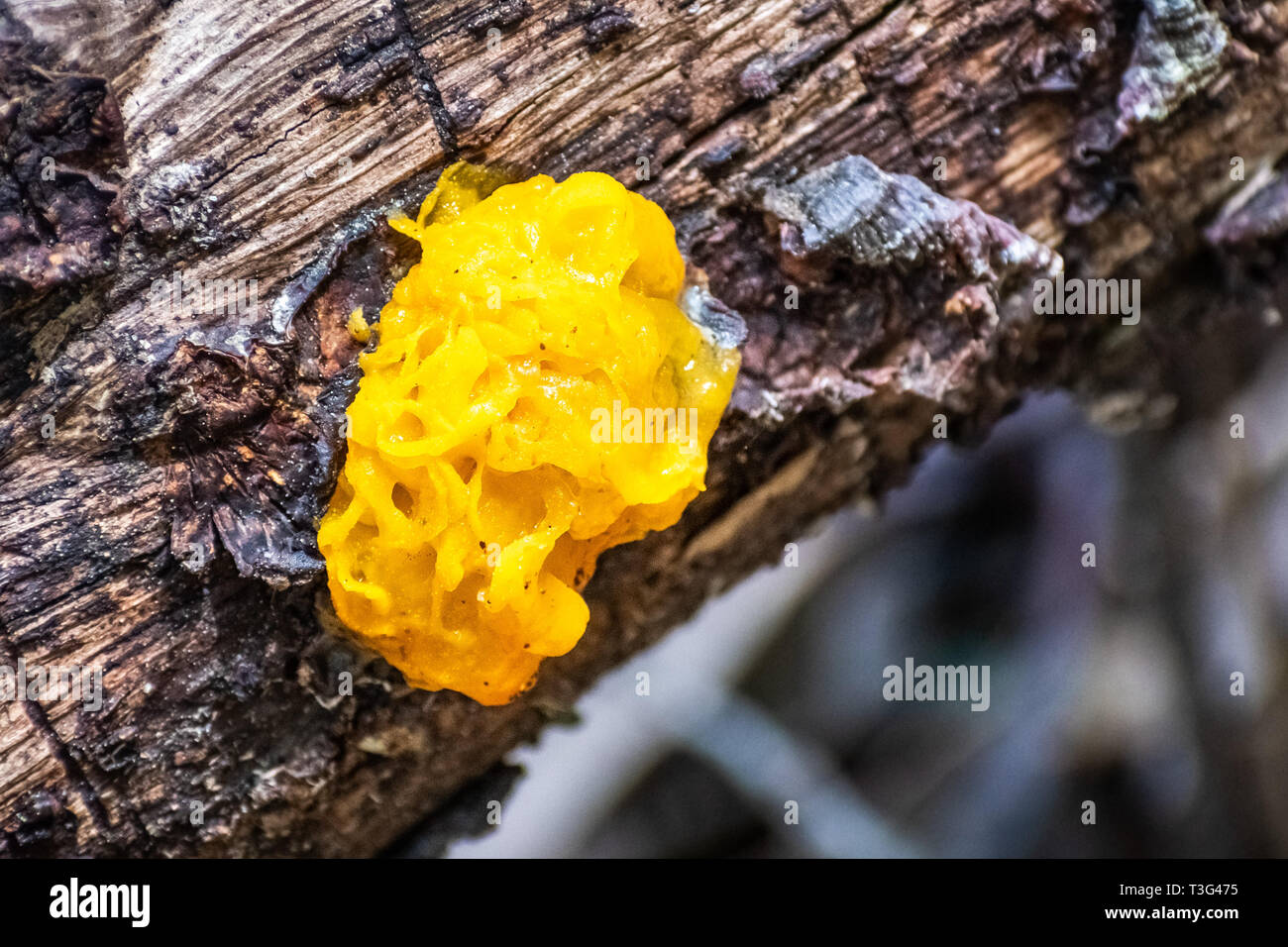 Witches' butter (Tremella mesenterica) growing on a tree trunk in the