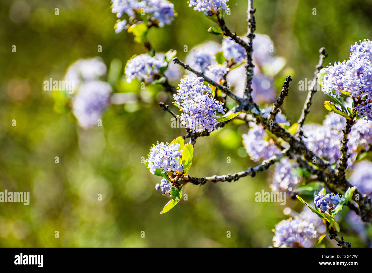 Close up of  Wavyleaf ceanothus wildflowers, California Stock Photo