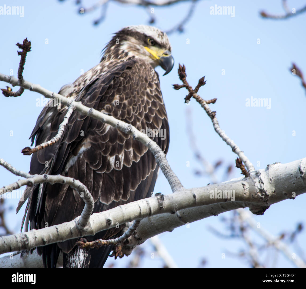 Young Bald Eagle Stock Photo Alamy