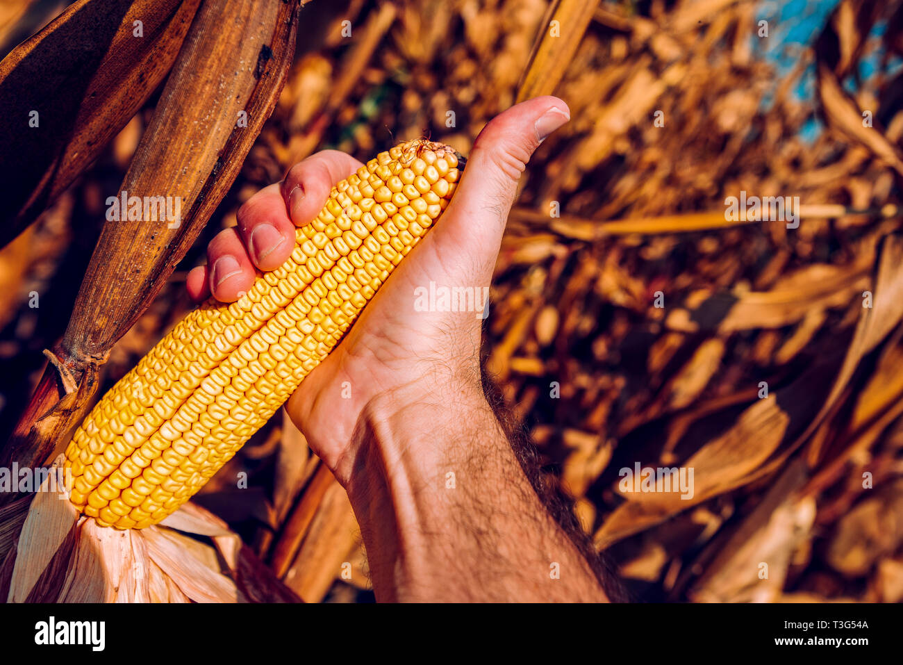 Hand picking corn cobs in field. Farm worker harvesting ripe maize crops by hands and gesturing thumbs up Stock Photo