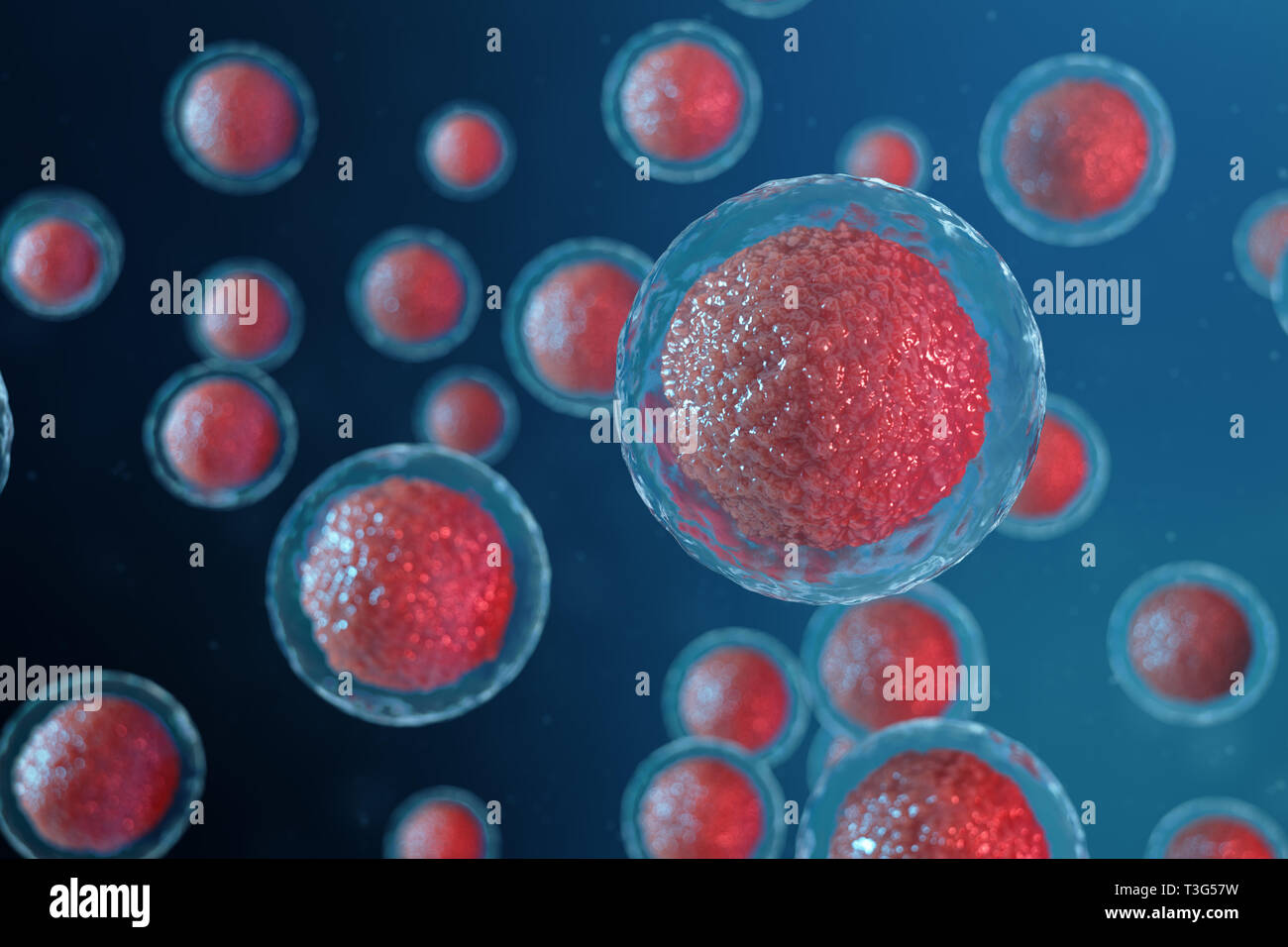 3D illustration egg cells embryo. Embryo cells with red nucleus in center. Human or animal egg cells. Medicine scientific concept. Development living  Stock Photo