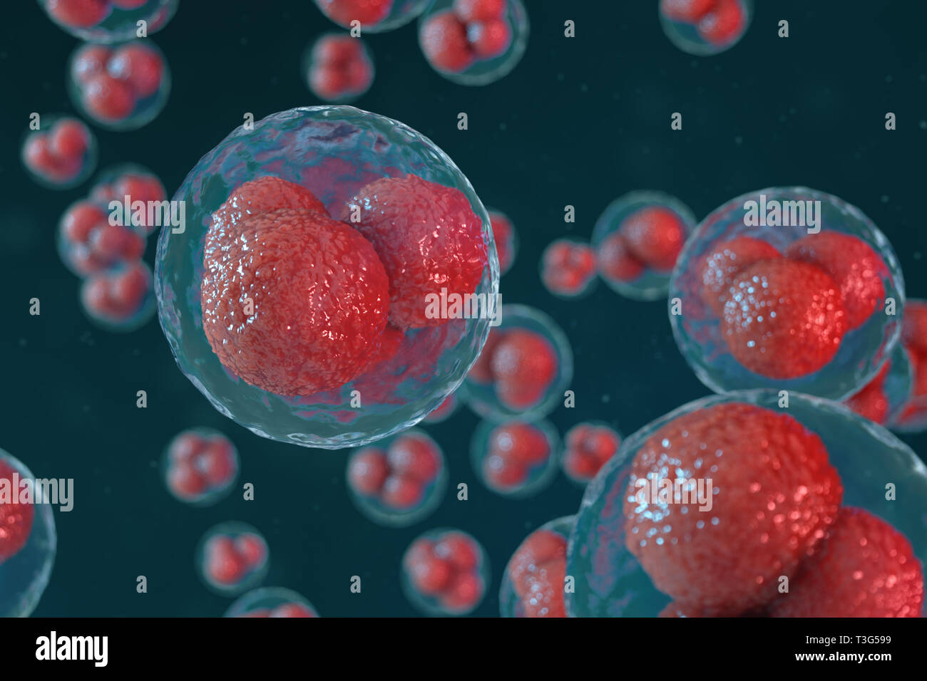 3D illustration egg cells embryo. Embryo cells with red nucleus in center. Human or animal egg cells. Medicine scientific concept. Development living  Stock Photo