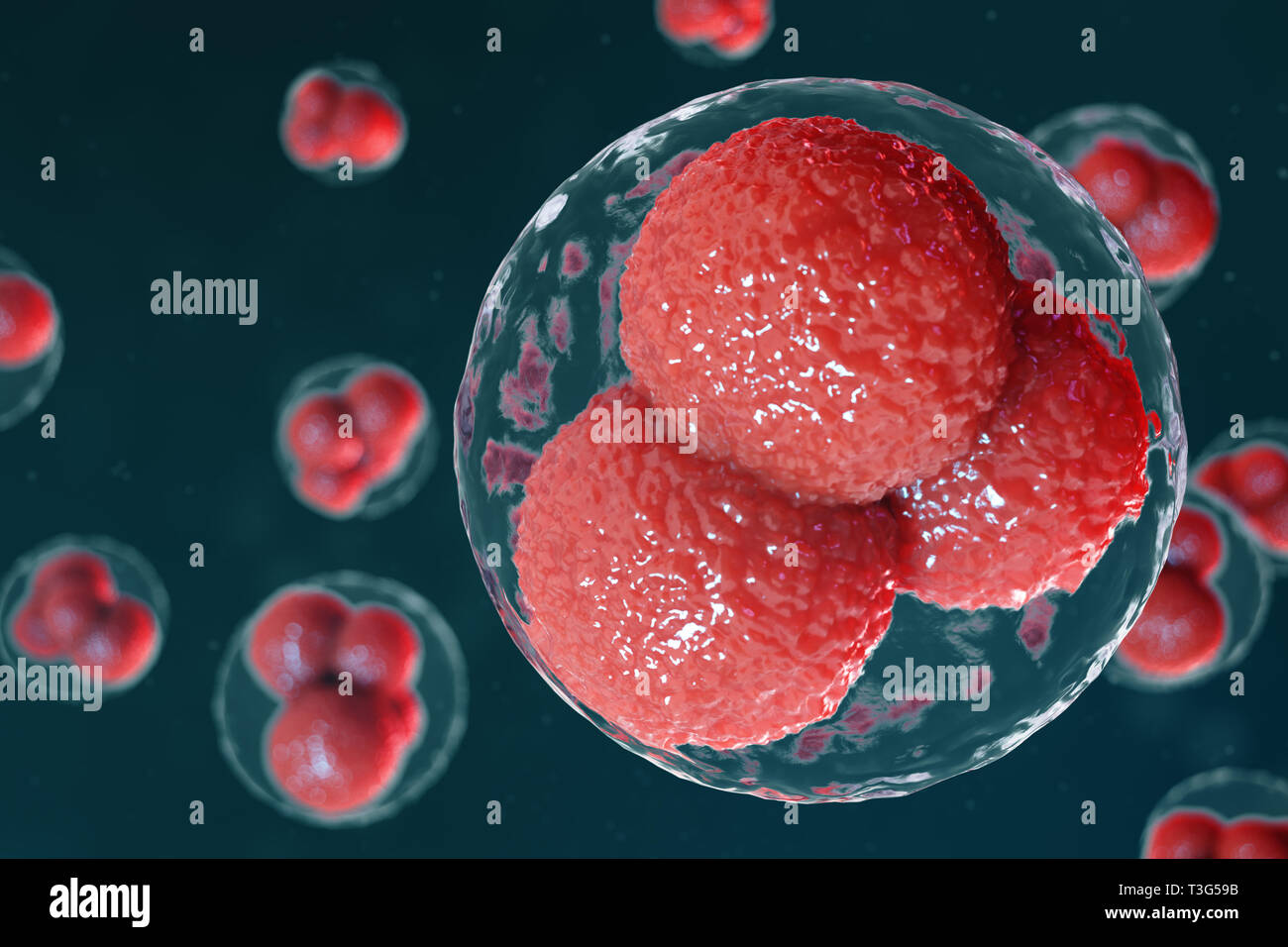 3D illustration egg cells embryo. Embryo cells with red nucleuses in center. Human or animal egg cells. Medicine scientific concept. Development livin Stock Photo