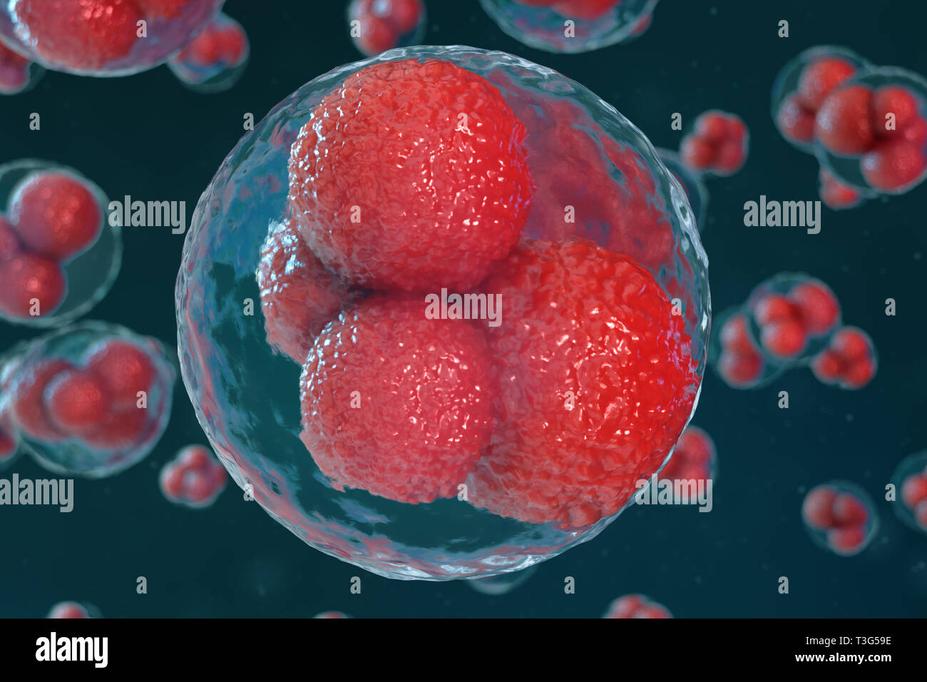 3D illustration egg cells embryo. Embryo cells with red nucleuses in center. Human or animal egg cells. Medicine scientific concept. Development livin Stock Photo