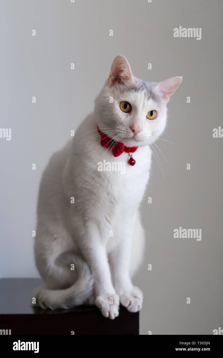 Portrait of a white cat with red collar in a seating position vertical ...