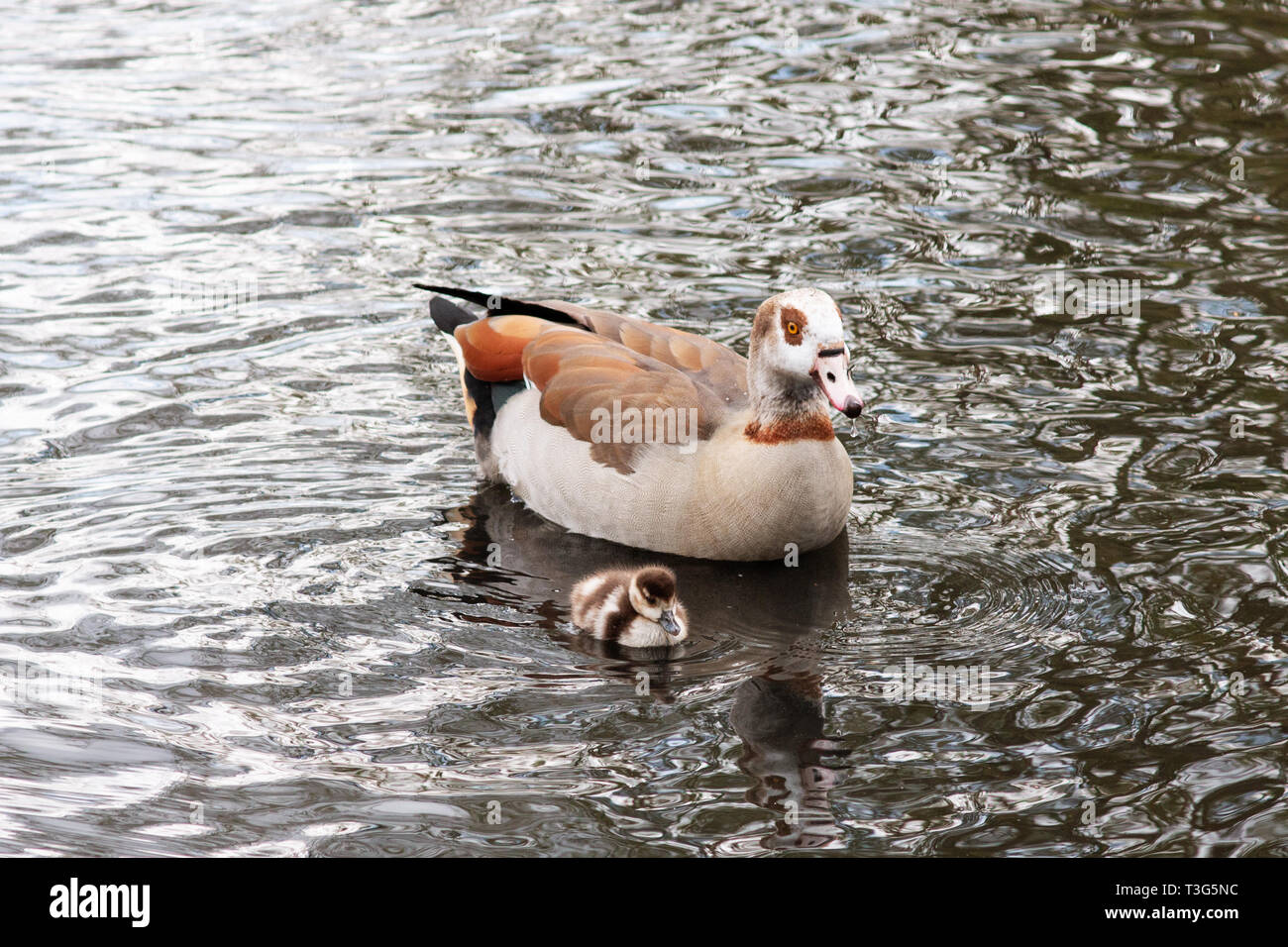 A female Egyptian goose (Alopochen aegyptiaca) swimming with her gosling in the Long Water at Hyde Park in London, England, United Kingdom. Stock Photo