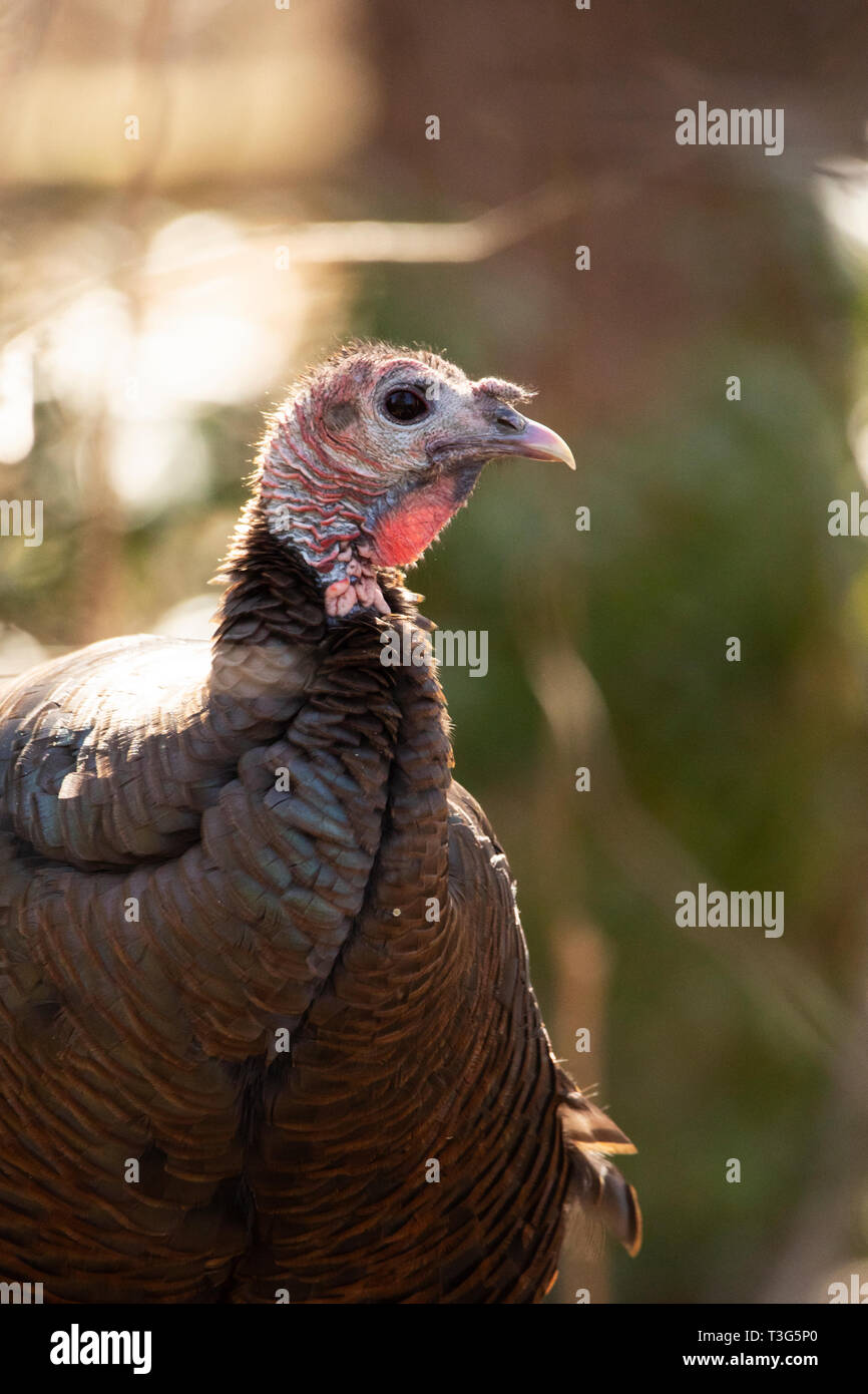 Turkey Hen High Resolution Stock Photography And Images Alamy Turkey Hen High Resolution Stock Photography And Images Alamy