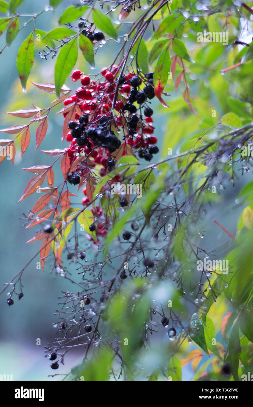 The photos of fruits on the tree during a rainy day in San Diego Stock