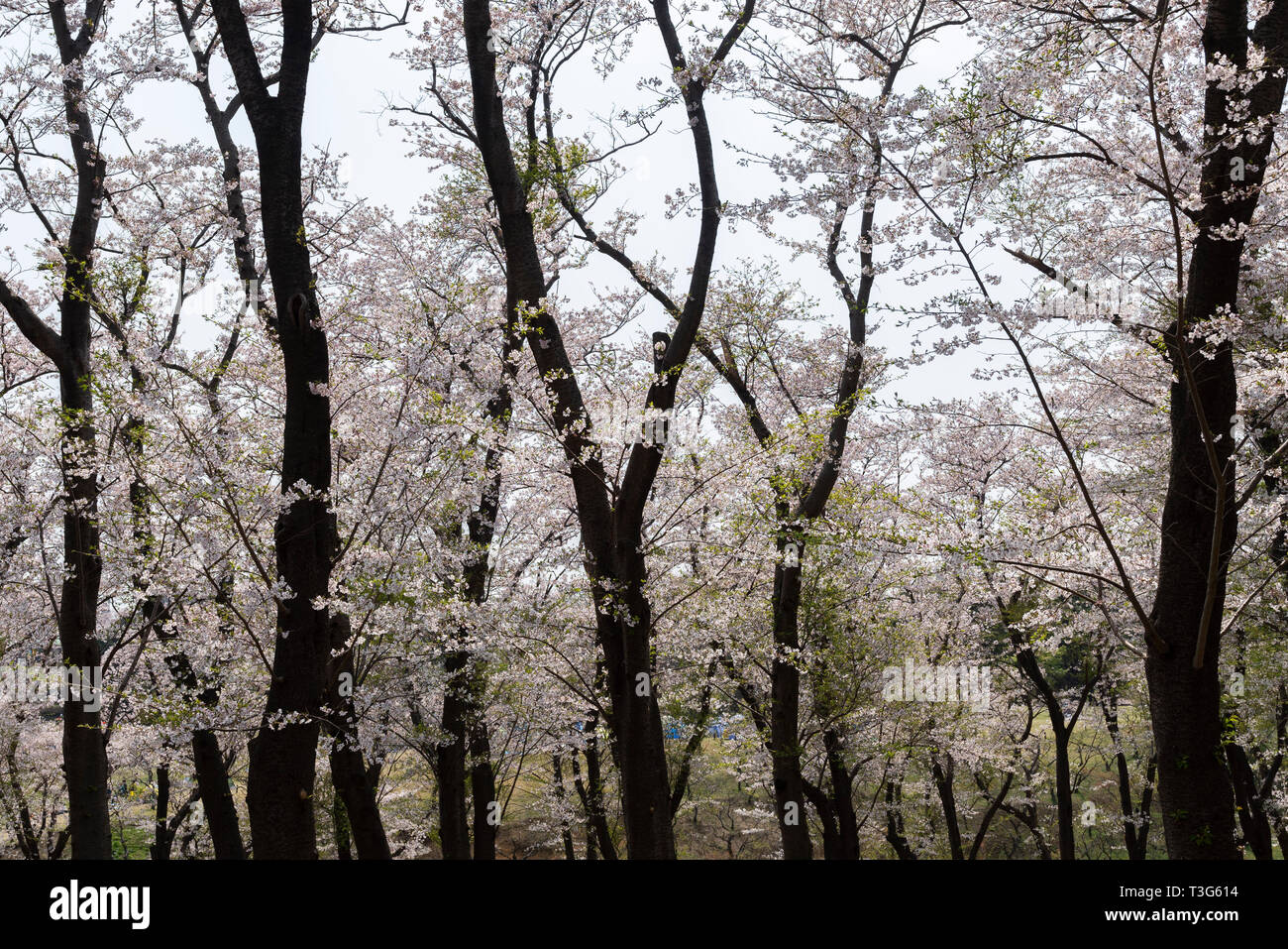 Negishi Forest Park, Naka-Ku, Yokohama City, Kanagawa