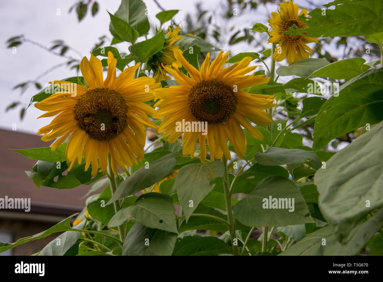 A garden of sunflowers brightens the campus of the Old Rock School in