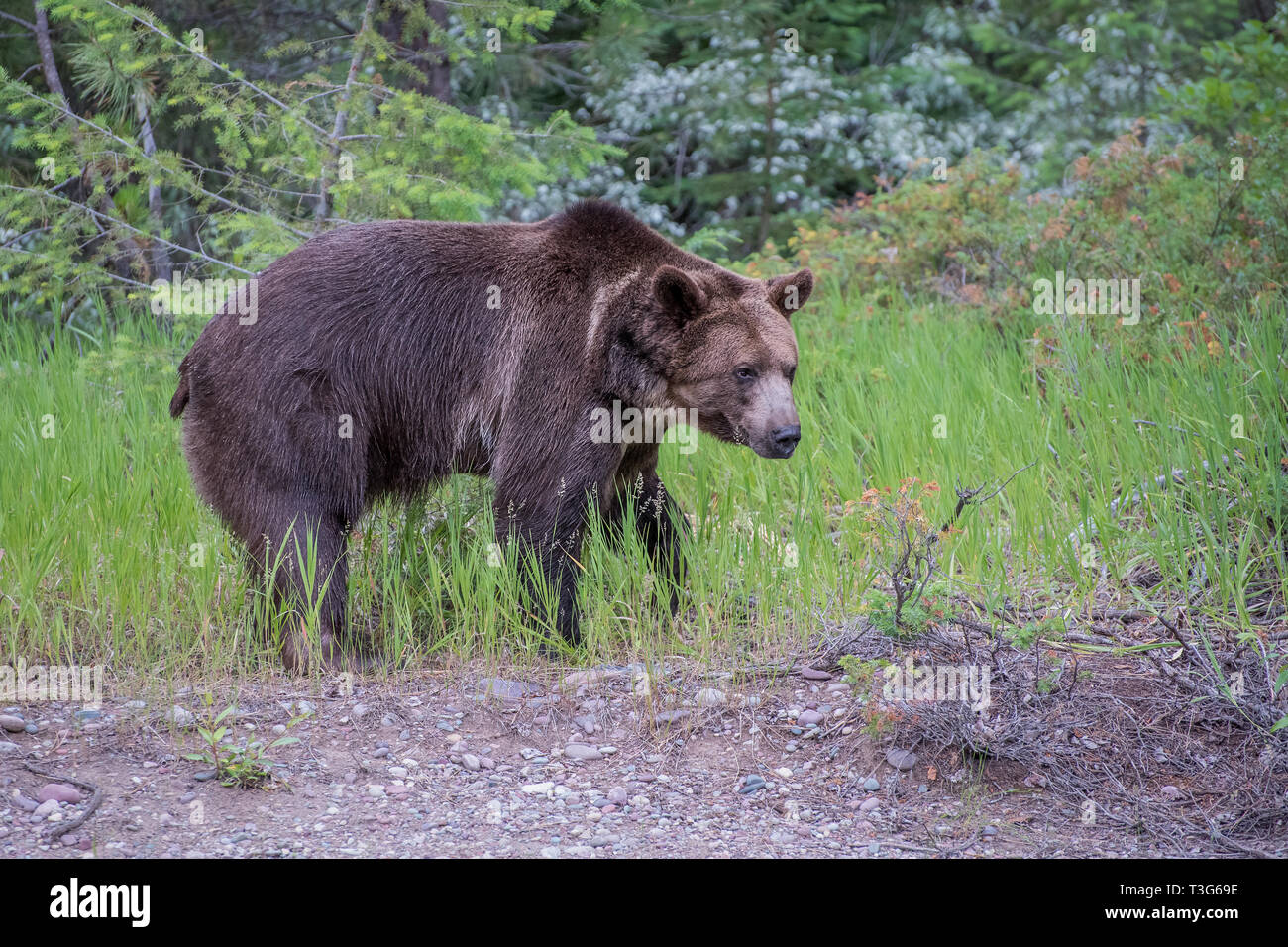 Wet Grizzly Bear Walking along the Edge of the Woods Stock Photo - Alamy
