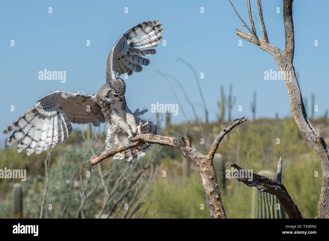 Great Horned Owl coming in for a Landing with Outstretched Talons Stock Photo