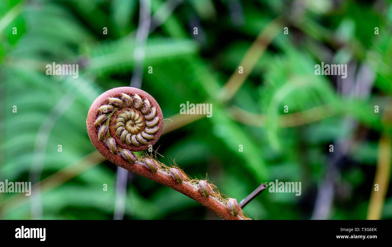 closeup of young curly fern bud with blurred background Stock Photo