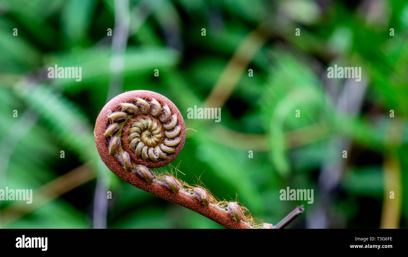 closeup of young curly fern bud with blurred background Stock Photo