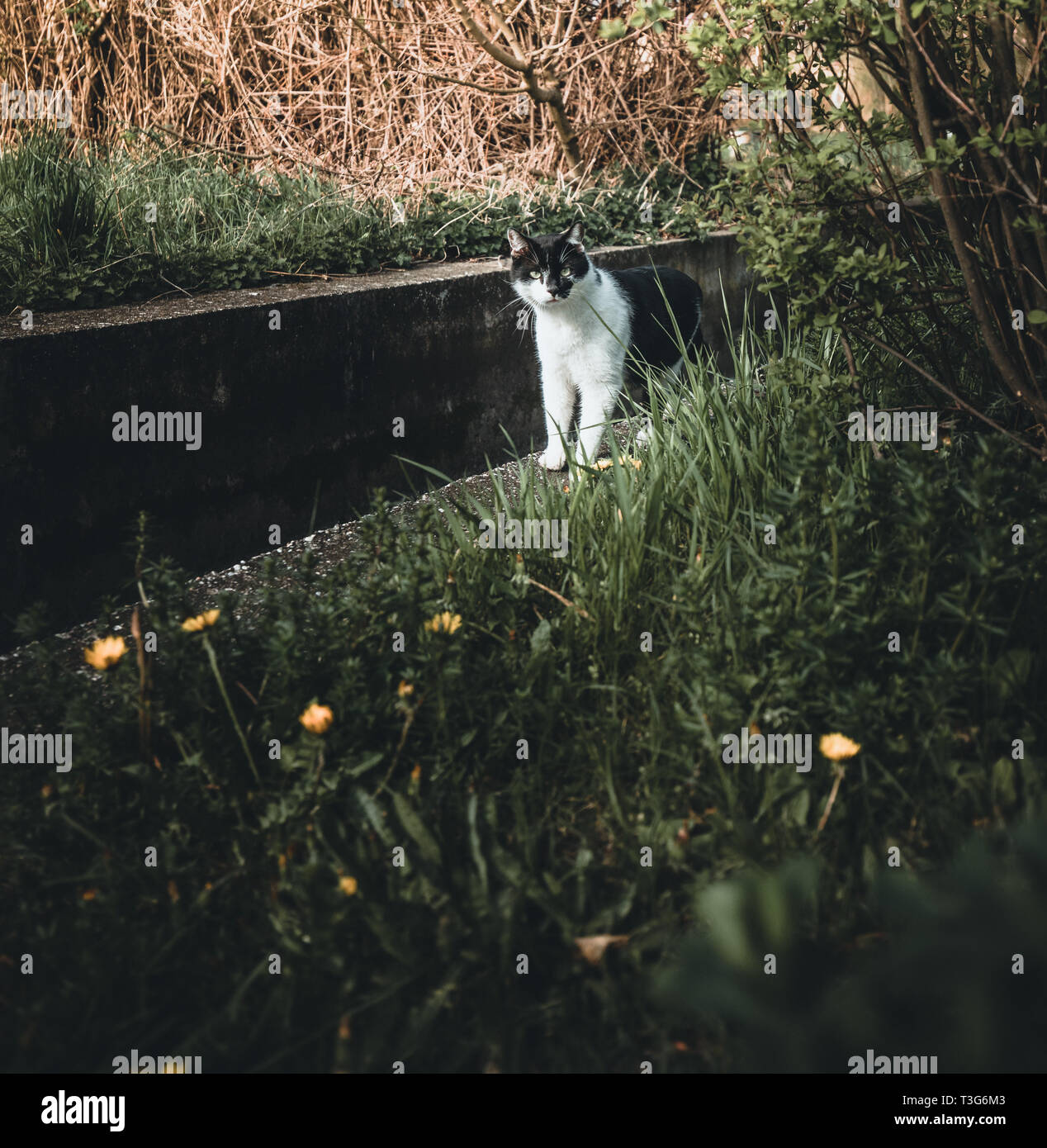 black and white cat in the grass Stock Photo - Alamy